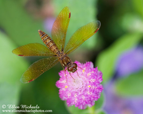Eastern Amberwing - Perithemis tenera