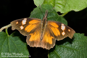 [color=#ccccff]American Snout Butterfly - Libytheana carinenta
