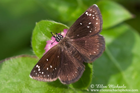 Common Sootywing - Pholisora catullus
