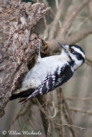 Downy Woodpecker