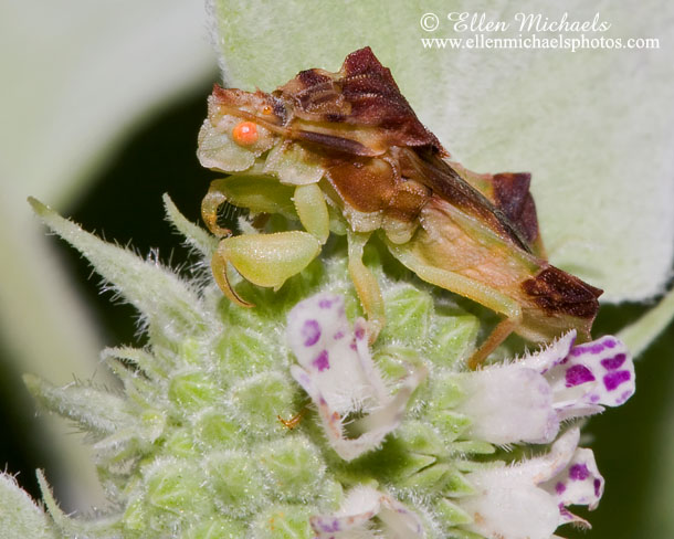 Jagged Ambush Bug - Phymata pennsylvanica