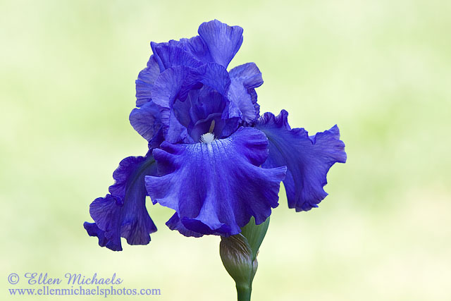 Bearded Iris - Iris x germanica