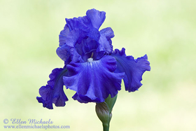 Bearded Iris - Iris x germanica
