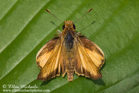 Zabulon Skipper -  Poanes zabulon