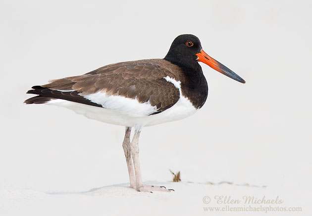 American Oystercatcher (juvenile)