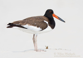 American Oystercatcher (juvenile)