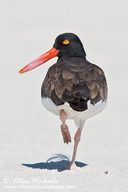 American Oystercatcher