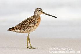 Short-billed Dowitcher