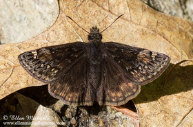 Juvenal's Duskywing - Erynnis juvenalis