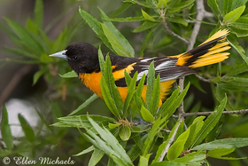 [color=#ccccff]Baltimore Oriole
