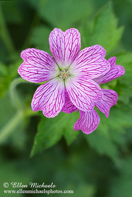 Wild Geranium - Geranium maculatum