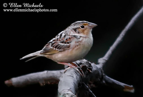 Grasshopper Sparrow