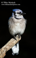 Blue Jay