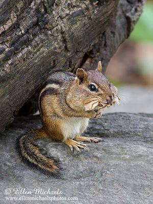 Eastern Chipmunk