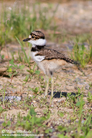 Killdeer (chick)