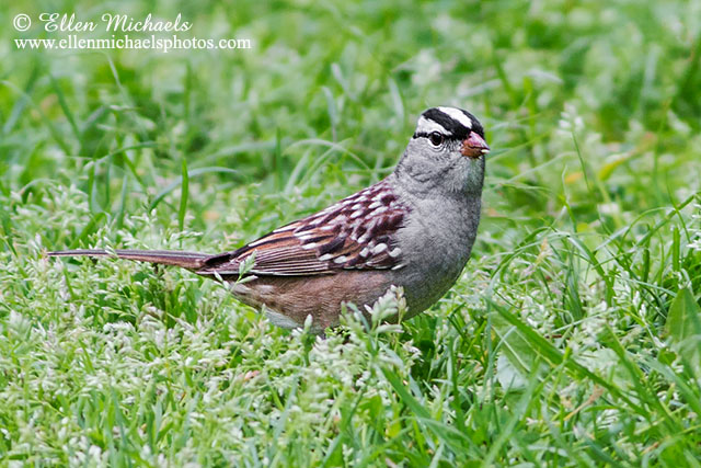 White-crowned Sparrow