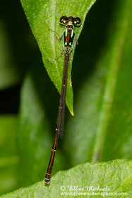 Fragile Forktail - Ischnura posita