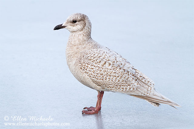 Iceland Gull (1st year)
