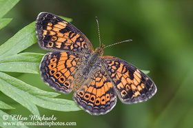 Pearl Crescent - Phyciodes tharos