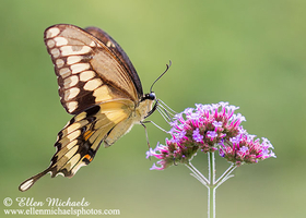[color=#ccccff]Giant Swallowtail - Papilio cresphontes