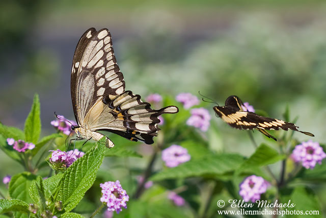 Giant Swallowtail - Papilio cresphontes