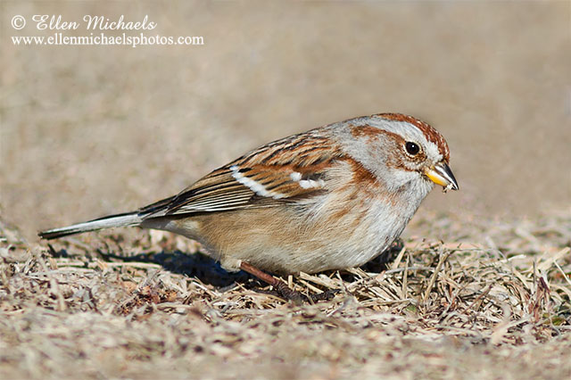 American Tree Sparrow