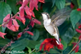 Ruby-throated Hummingbird