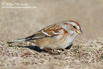 American Tree Sparrow