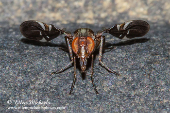 Picture-winged Fly - Delphinia picta