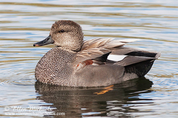 [color=#ccccff]Gadwall