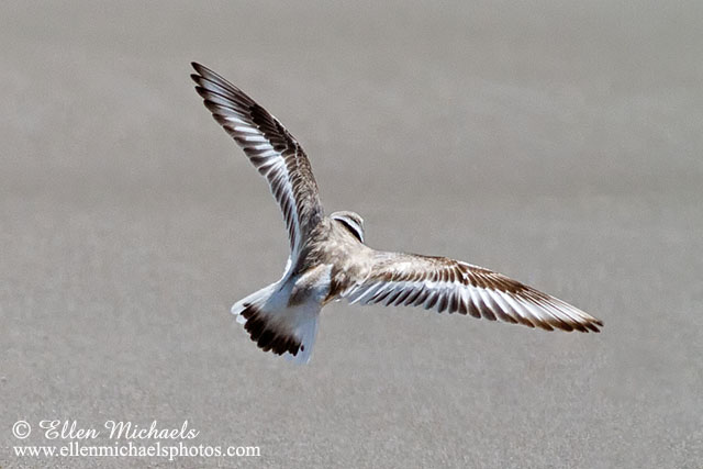 Piping Plover (in flight)