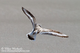 Piping Plover (in flight)
