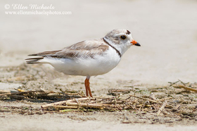 Piping Plover