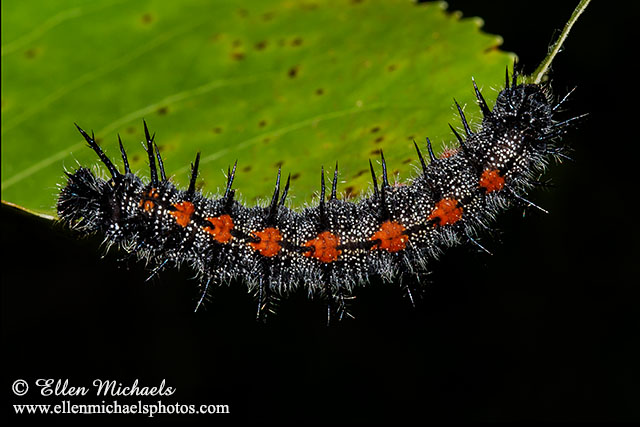 Mourning Cloak Caterpillar - Nymphalis antiopa
