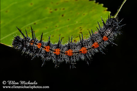 Mourning Cloak Caterpillar - Nymphalis antiopa