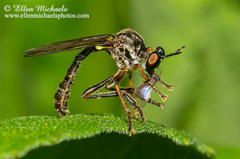 Robber Fly - Dioctria hyalipennis