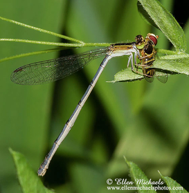 Citrine Forktail - Ischnura hastata
