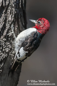 Red-headed Woodpecker