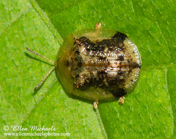 Tortoise Beetle - Cassida piperata