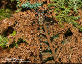 Swamp Darner - Epiaeschna heros