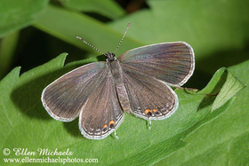 Eastern Tailed-Blue - Cupido comyntas