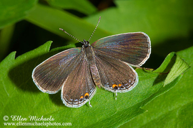 Eastern Tailed-Blue