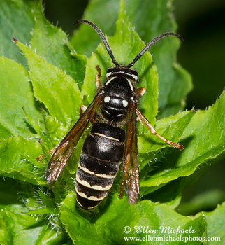 Parasitic Yellowjacket - Dolichovespula arctica