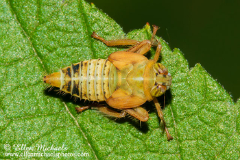 Coelidia olitoria Leafhopper - Jikradia olitoria