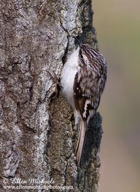 Brown Creeper