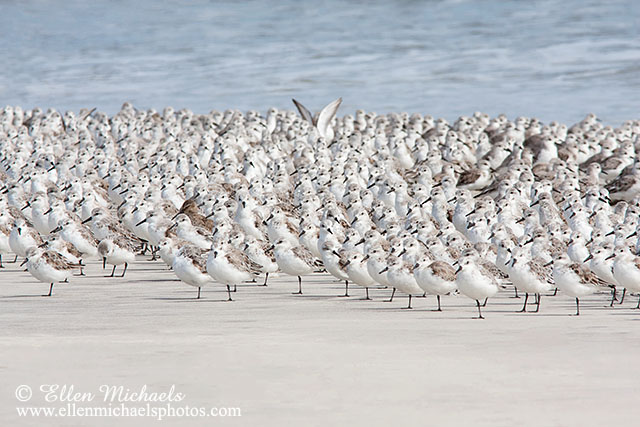 Sanderling (flock)