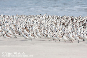 Sanderling (flock)