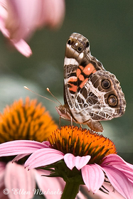 American Lady Butterfly - Vanessa virginiensis