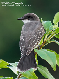 Eastern Kingbird