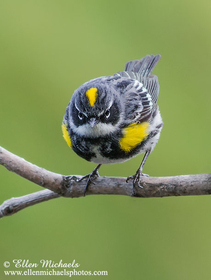 Yellow-rumped Warbler